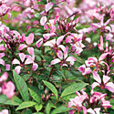 Cleome 'Senorita Rosalita'