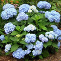 Endless Summer Hydrangea
