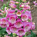 Camelot Rose Foxglove