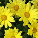 Marguerite Daisy