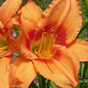 Orange Crush Daylily