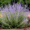 Russian Sage