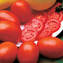 Health Kick Tomato