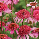 Pink Poodle Echinacea