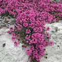 Creeping Thyme