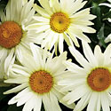 'Broadway Lights' Leucanthemum