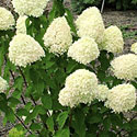 'Limelight' Hydrangea