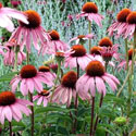 'Magnus' Coneflower