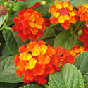 Proven Winners Annuals