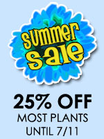 Summer Sale