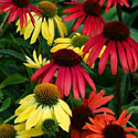 'Big Sky Echinacea