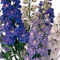 Guardian Delphinium