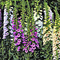 Camelot Foxglove