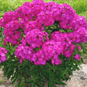 Volcano Phlox