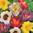 Daylilies
