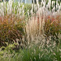 Ornamental Grasses