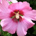 Aphrodite Hibiscus