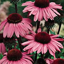 Magnus Echinacea