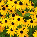 Little Suzy Rudbeckia