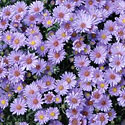 Asters