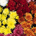 Garden Mums