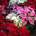 Poinsettias