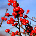 Winterberry