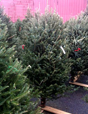Christmas tree
