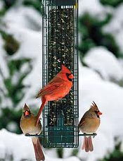 Bird Feeder