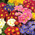 Primrose