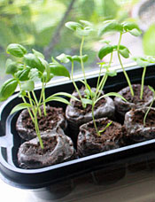 Seeds Sprouting