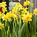 Mini Daffodils