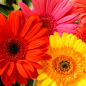 Gerber Daisies