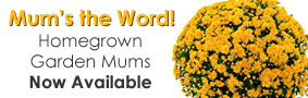 Garden Mums