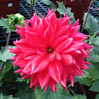 Dinnerplate Dahlias