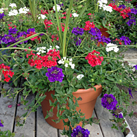 Patio Pot