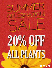 Summer Celebration Sale