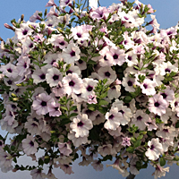 Petunia 'Supertunia Mini Blue Veined'