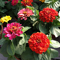 Zinnia 'Magellan Mix'