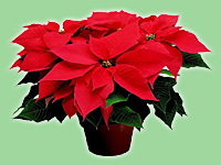 Poinsettia