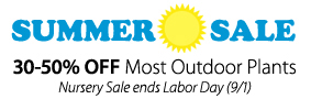 Summer Sale