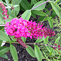 Butterfly Bush 'Miss Ruby'