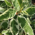 Dogwood 'Ivory Halo'