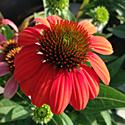 Echinacea 'Sombrero Flamenco Orange'