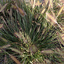 Ornamental Grasses