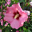 Rose of Sharon 'Aphrodite'