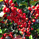 Holly 'Berryific'