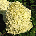 Hydrangea 'Limelight'