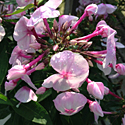 Phlox 'Cotton Candy'