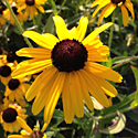 Rudbeckia 'Viette's Little Suzy'